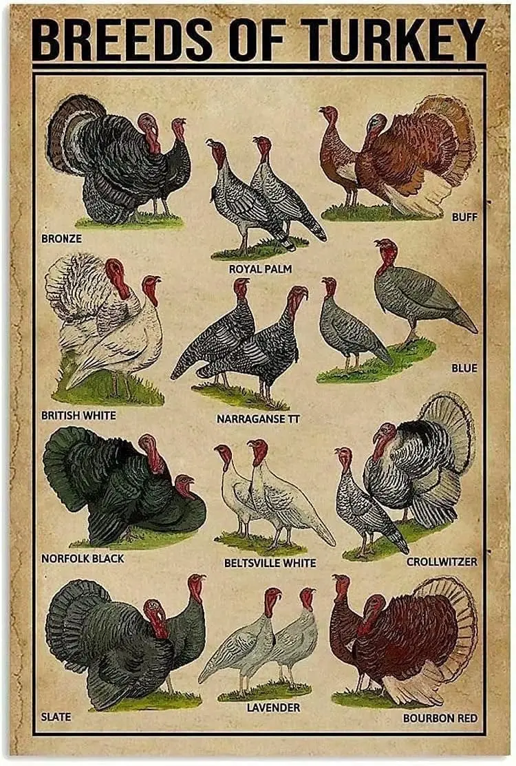 Turkey Knowledge Metal Poster Breeds Of Turkey Printing Tin Sign Farm School Cafe Kitchen Home Art Wall Decoration Plaque 8 sign
