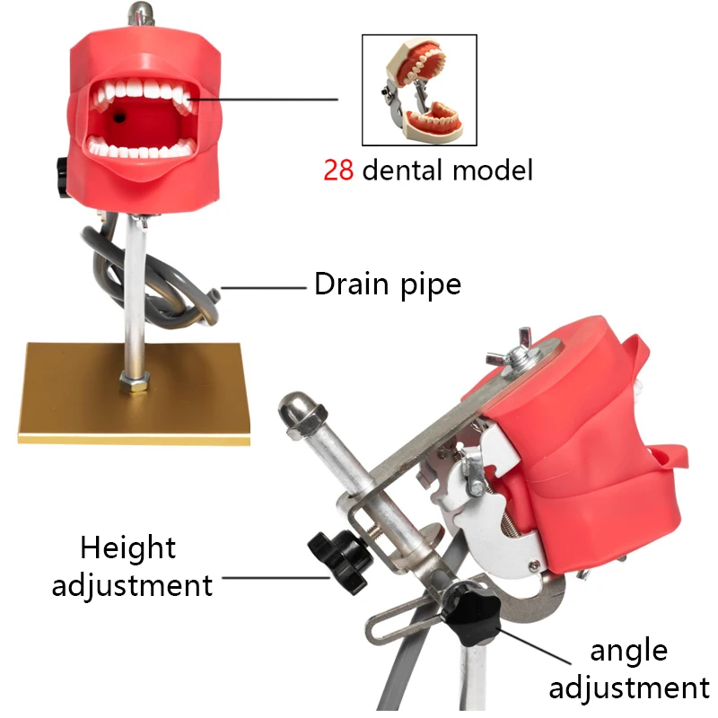 Simple Head Dental Simulator Model with Teeth Dental Teaching Experiment Dentist Practice 28 Resin Tooth Model Dental Equipment