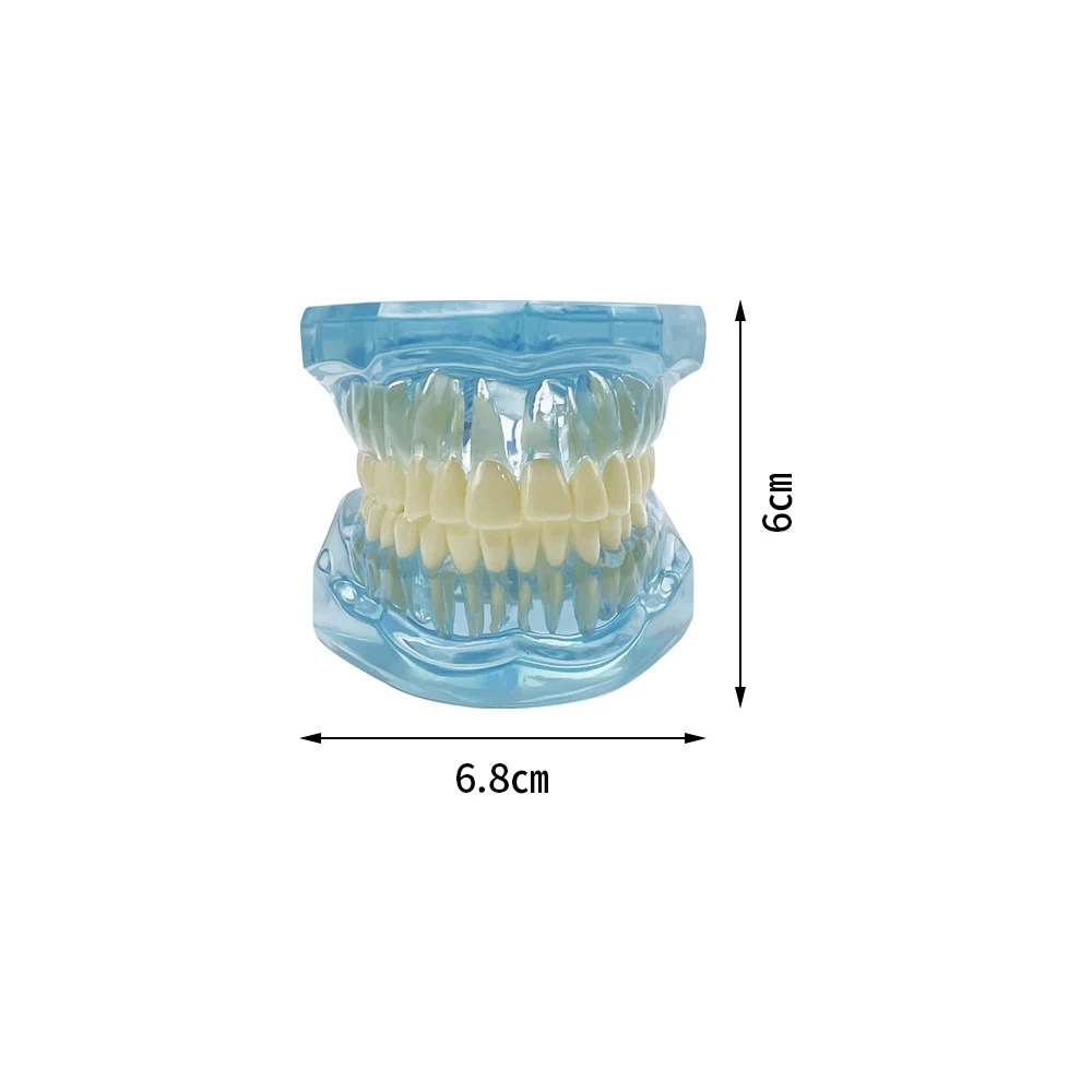 1 opakowanie dentystycznego modelu zęba normalnego zęba z przezroczystą strukturą zęba Model 1:1 odpowiedni do modelu zębów do nauki wyświetlania