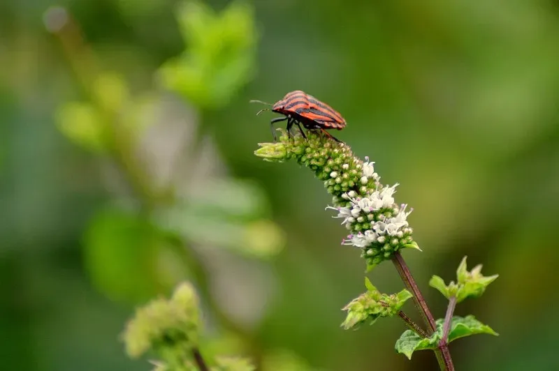 

Металлический кронштейн для радиоуправляемых машин WPL B1 B14 B16 B24 C14 C24 B36 MN D90 D91: Комплект металлических деталей для самостоятельной сборки и модернизации