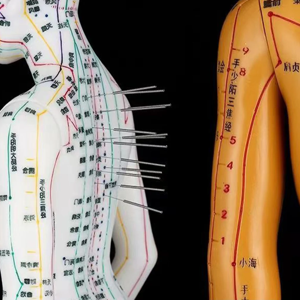 52Cm Human Body Acupuncture Model Female/Male Meridians Chinese Medicine Including Whole Body Acupuncture Points With Needle