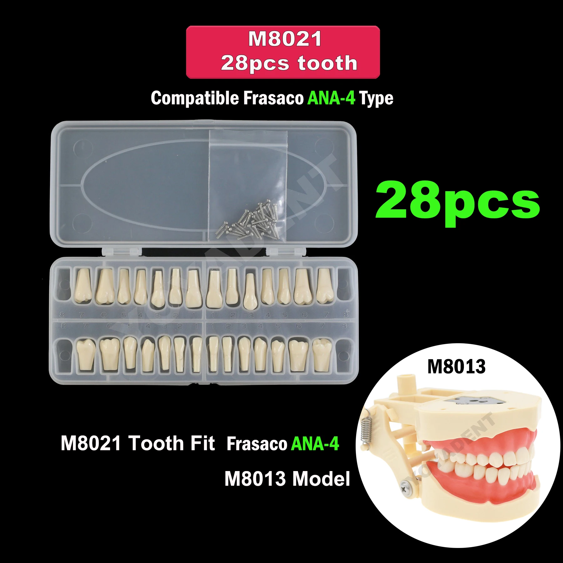 Universal 28Pcs Replacement Tooth Particles Fit Frasaco ANKA-4 Type Teeth Model For Dental Preparation Teaching Resin Material