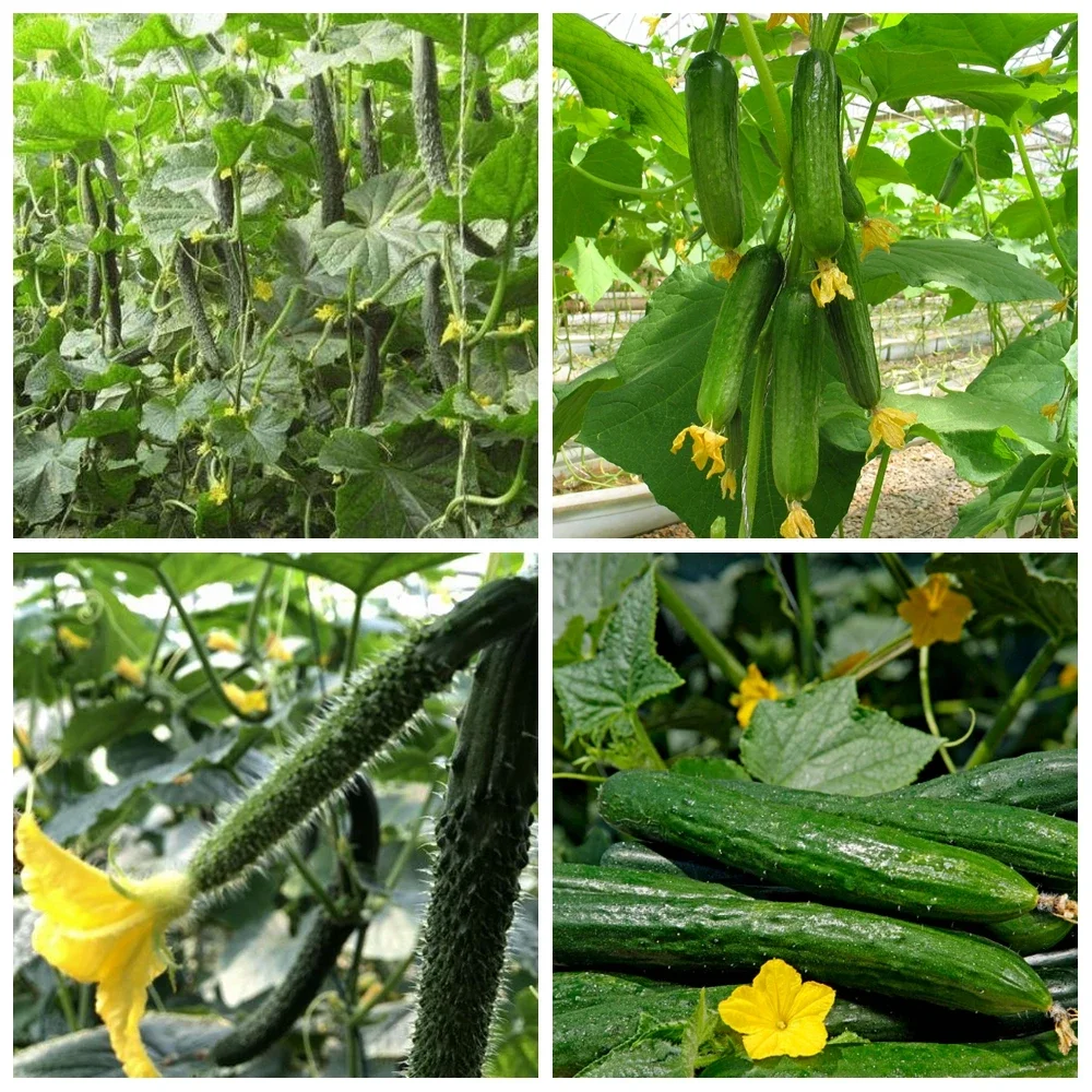 Cucumber Profession Fertilizer Special for Loofah Momordica Gourd Cantaloupe Garden Plant Food Promote Growth Crop Farm