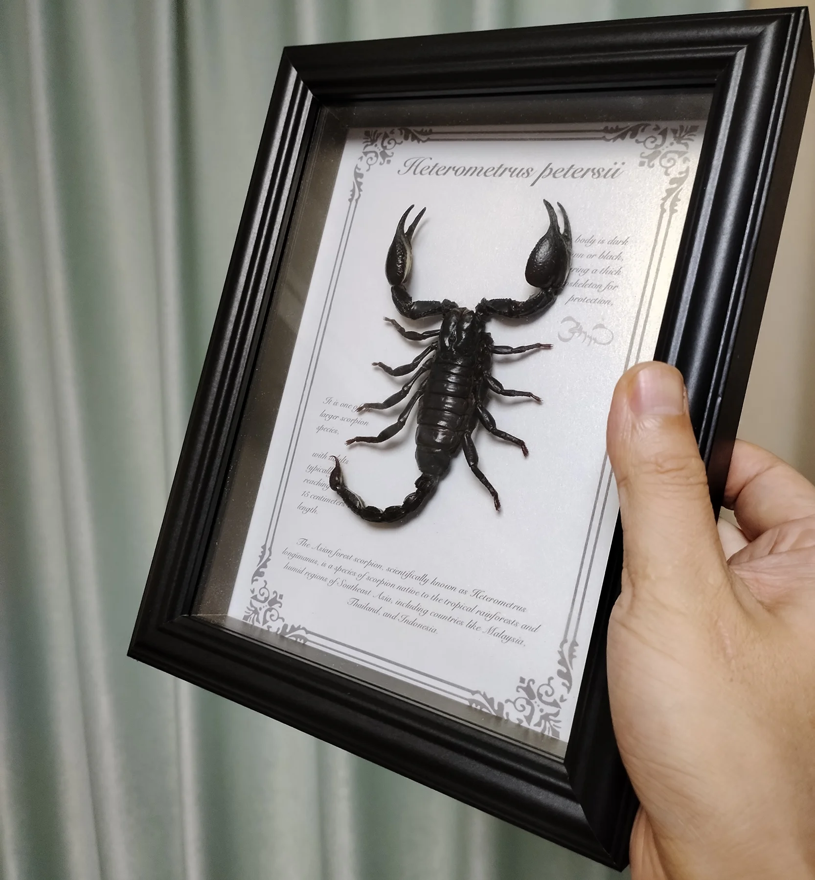 Real Forest Scorpion Taxidermy Framed Authentic Preserved Insect Bug Specimen in Shadow Box Unique Collectors Home Decor Gifts