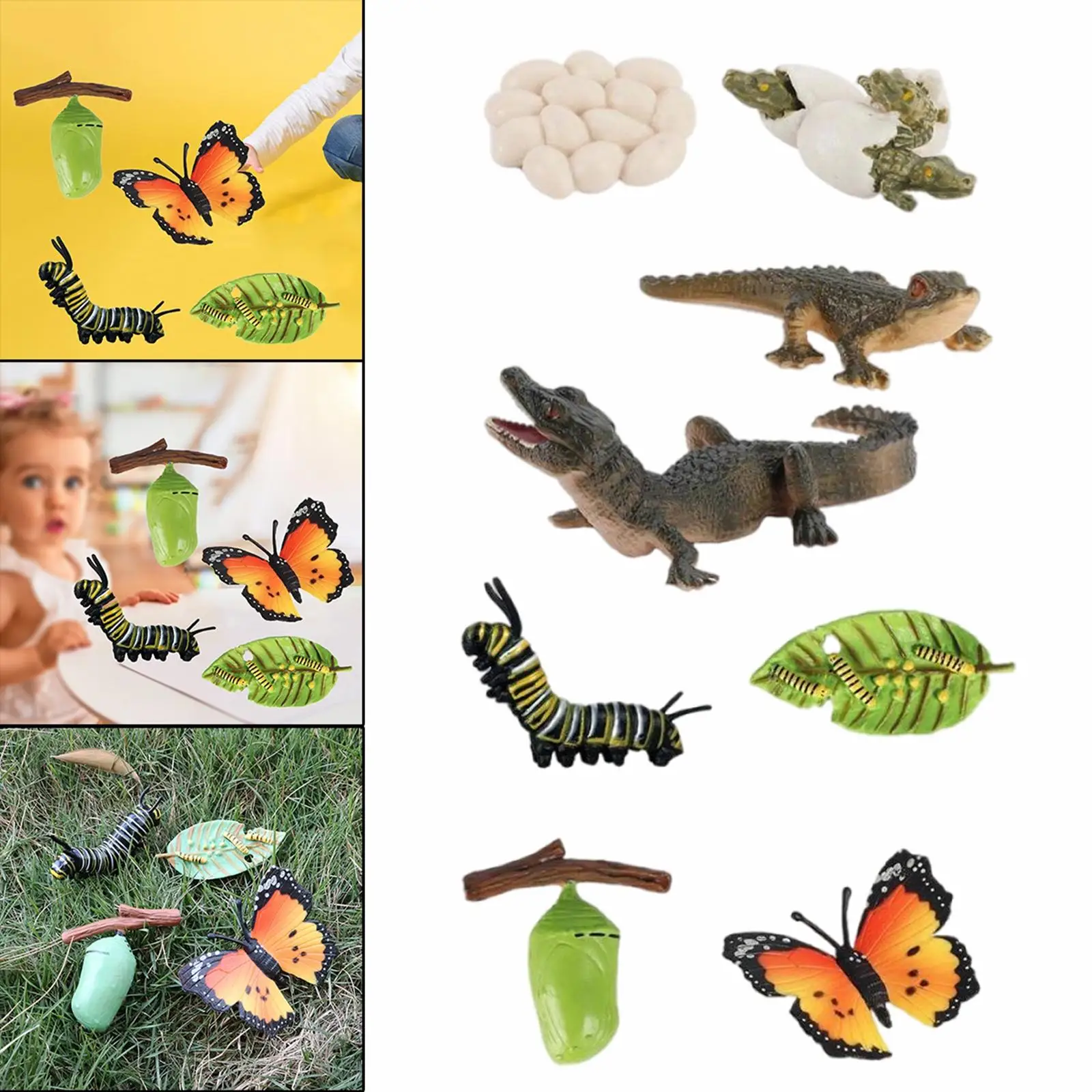 2/set Animal Growth Life Cycle Education Development Imagination Biology Classroom Toys Props