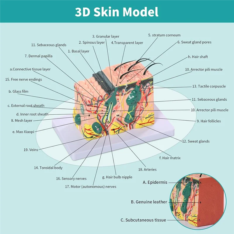

Exquisite Workmanshipp-3D Skin Anatomical Model, 35X Enlarged Skin Layer Structure Anatomy Model With Skin Marking For T