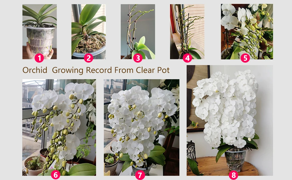 Meshpot-Orchideentöpfe mit Löchern, transparenter Orchideentopf zum Umtopfen von doppelschichtigen Töpfen für Orchideen, Phalaenopsis-Pflanzen, Heimdekoration – Detail 10