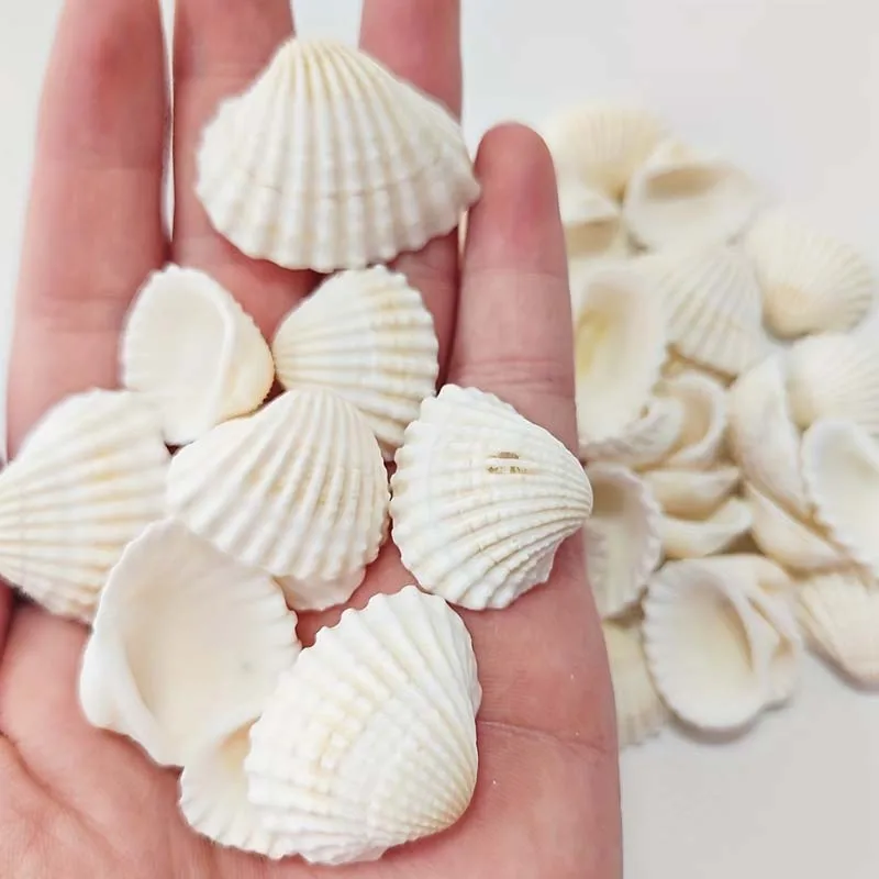 25 piezas de dijes marinos naturales adecuados para la fabricación de joyas DIY, cuentas de conchas marinas para collares, pulseras y pendientes.