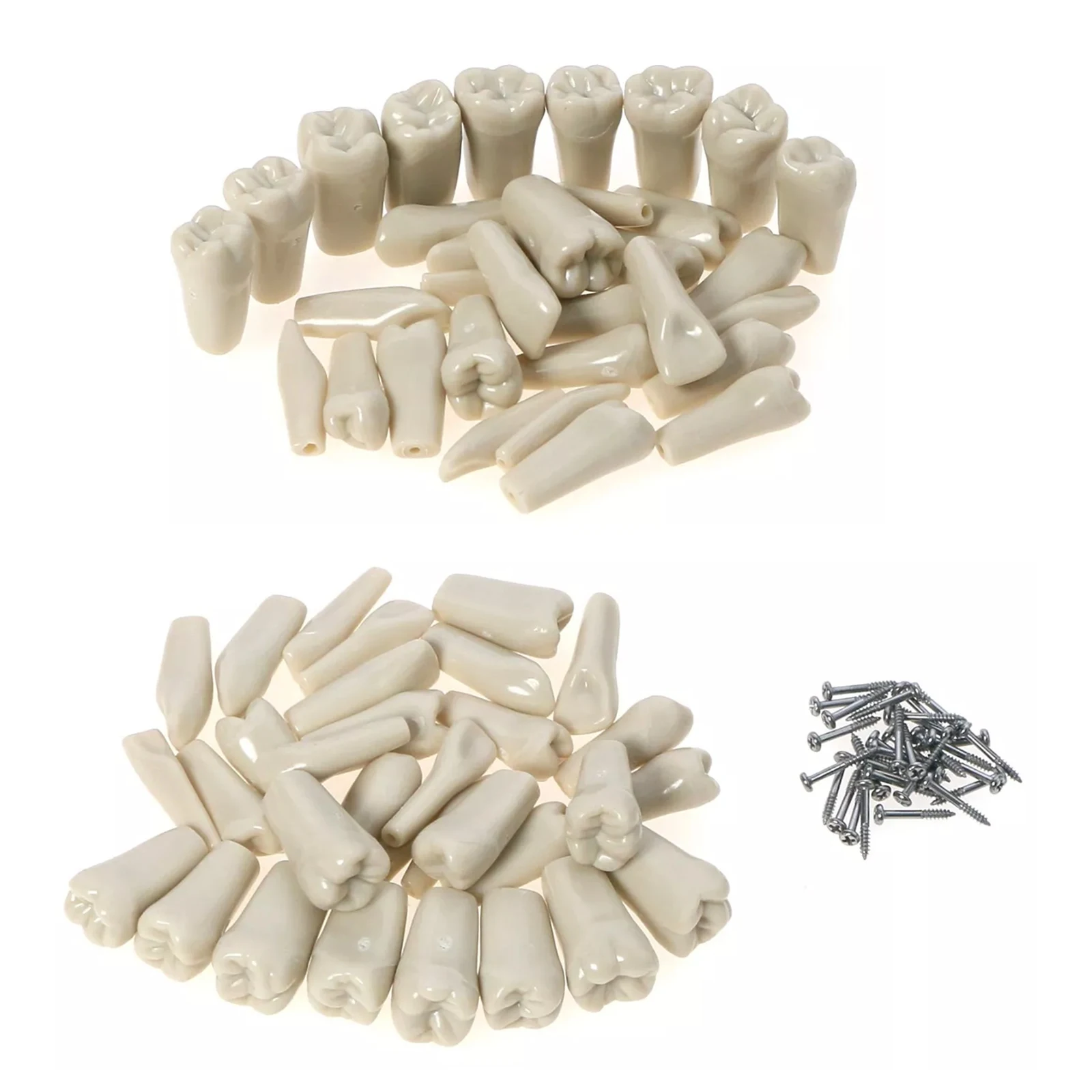 Dental Exam/Practice Typodont Model ADC Accredited Teeth Model 32pcs Removable Compatibility Columbia 860 system