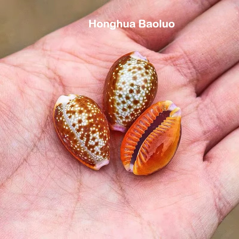 2PCS Natural Small Conch Shell Safflower Specimen Fish Tank Aquarium Landscaping Home Decoration Window Design Ornament Crafts