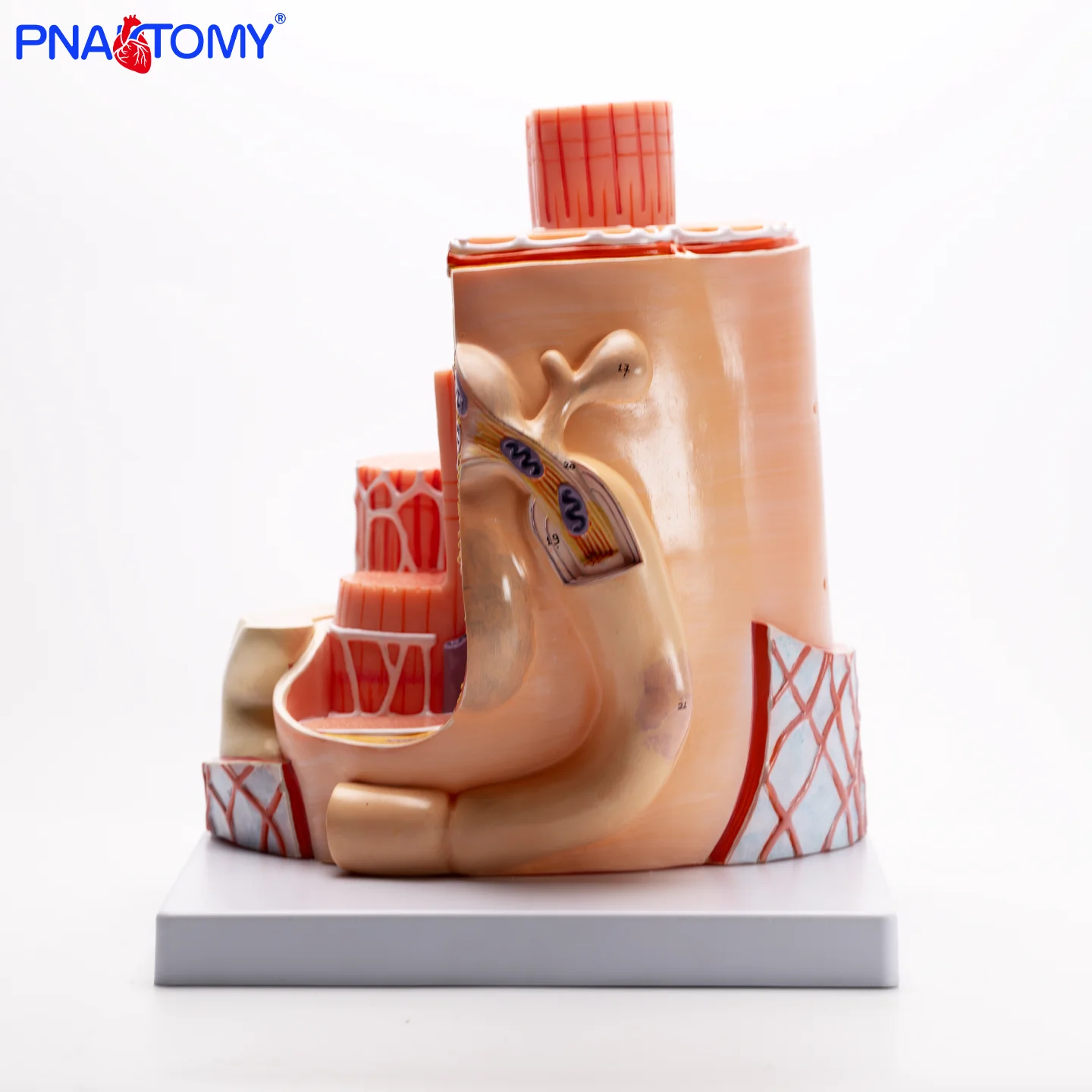 Magnify 40000 Times the Skeletal Muscle Model Muscle Fiber Structure Sarcoplasmic Reticulum Myosin Actin