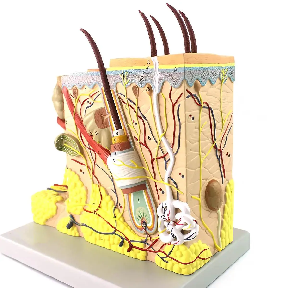 

70X Life Size 2 Parts Human Stereoscopic Skin Epidermal Dermal Tissues Model Medical School