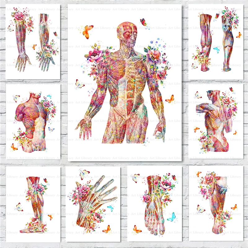 Human Muscle Anatomy Art Poster Musculoskeletal System Canvas Painting Wall Prints Medical Education Home Clinic Decor