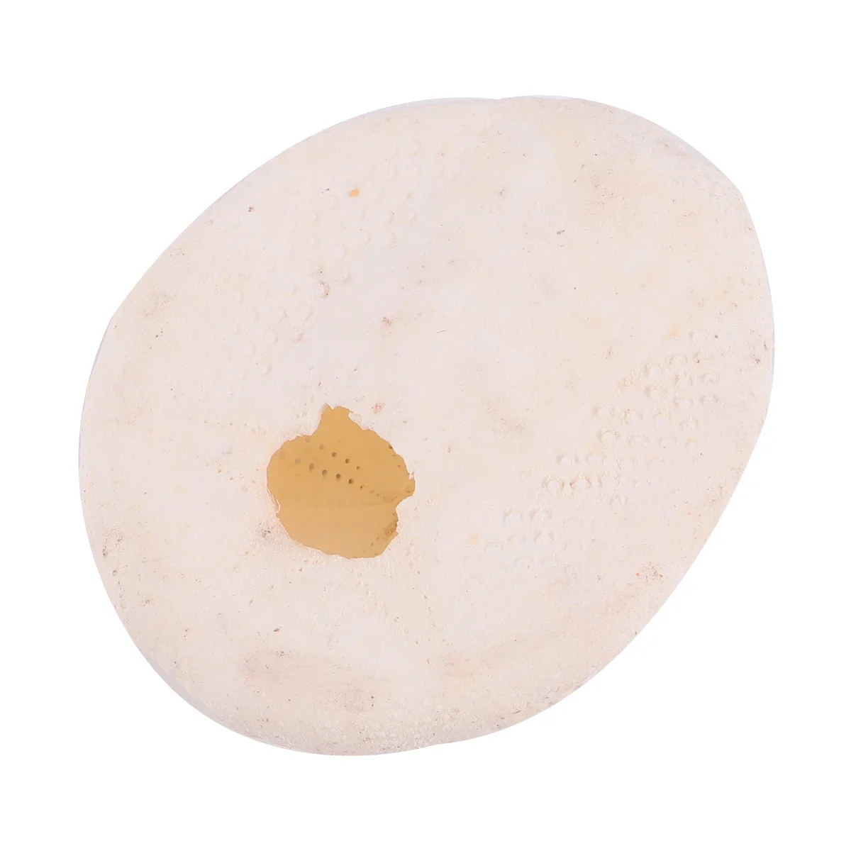 

6Pcs Sea Urchin Natural Wedding DIY Craft Beach Party Decorations Natural Shells Conch Shell