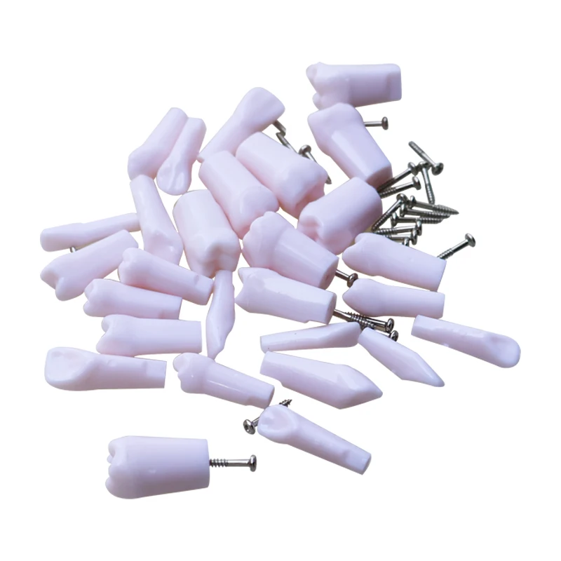 32 and 28 Misaligned Tooth Models, Removable Resin Models, Dental Teaching Practice Denture Models