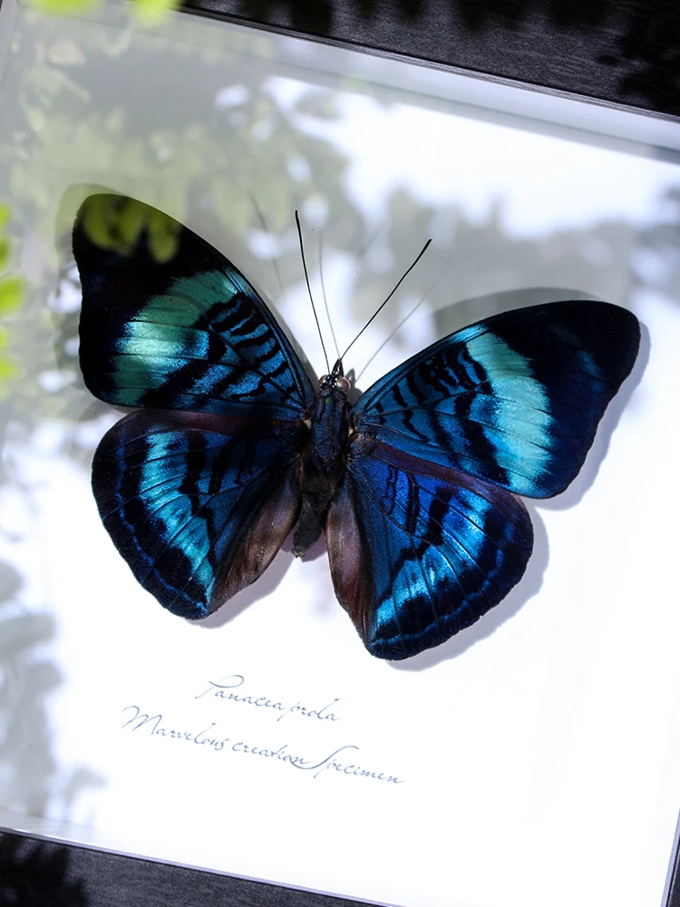 

Rare Specimen Decorative Frame Modern Simple Sle Home Decoration High Value Artwork Unique Gift Item