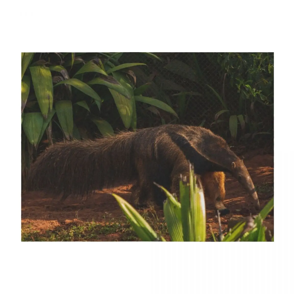 

Anteater Throw Blanket Multi-Purpose Travel Luxury Throw Picnic Blankets