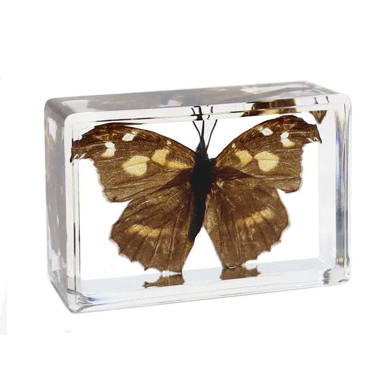 Natural Real Butterfly Specimens Rare And Exquisite Specimens For Home Decoration Display Collection In Teaching Special Gifts