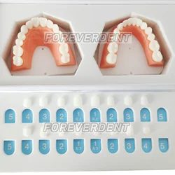 2 zestawy dentystyczne kompozytowe szablon do modelowania okleiny praktyków dentystyczne nauczanie nauk medycznych o chorobach stomatologicznych