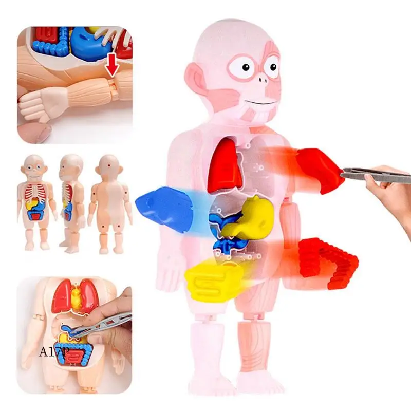 

AP-Human Anatomy Skull Puzzle Human Organ Model Detachable Mini Human -Skull Model