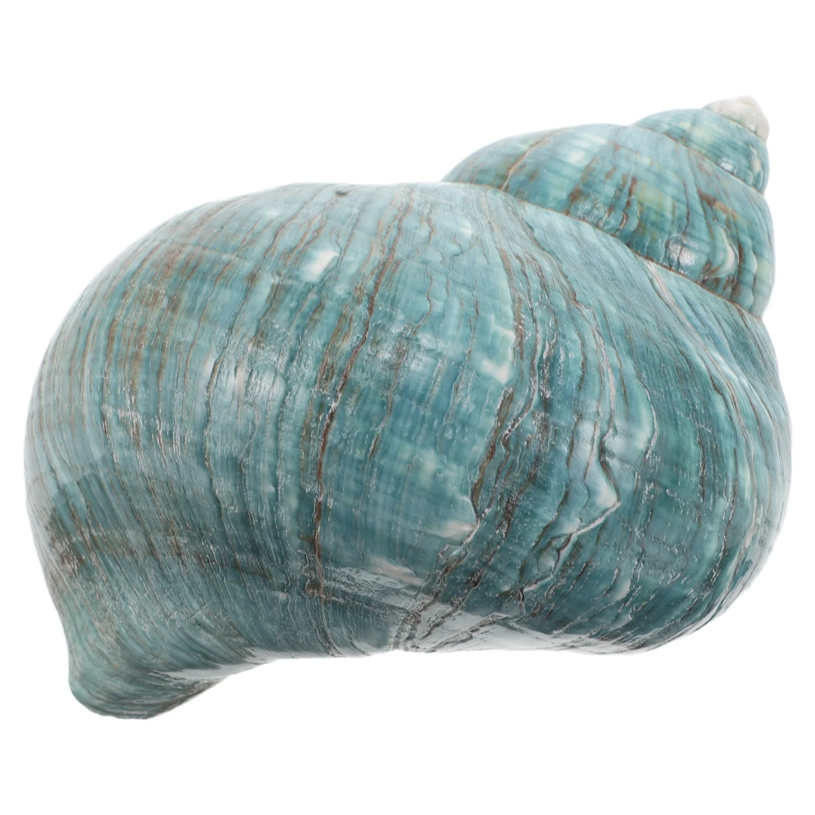 

Natural Conch Shell Ornament Mediterranean Ocean Theme Tabletop Decor for Home Aquarium Fish Tank Decoration Conch Shells Large