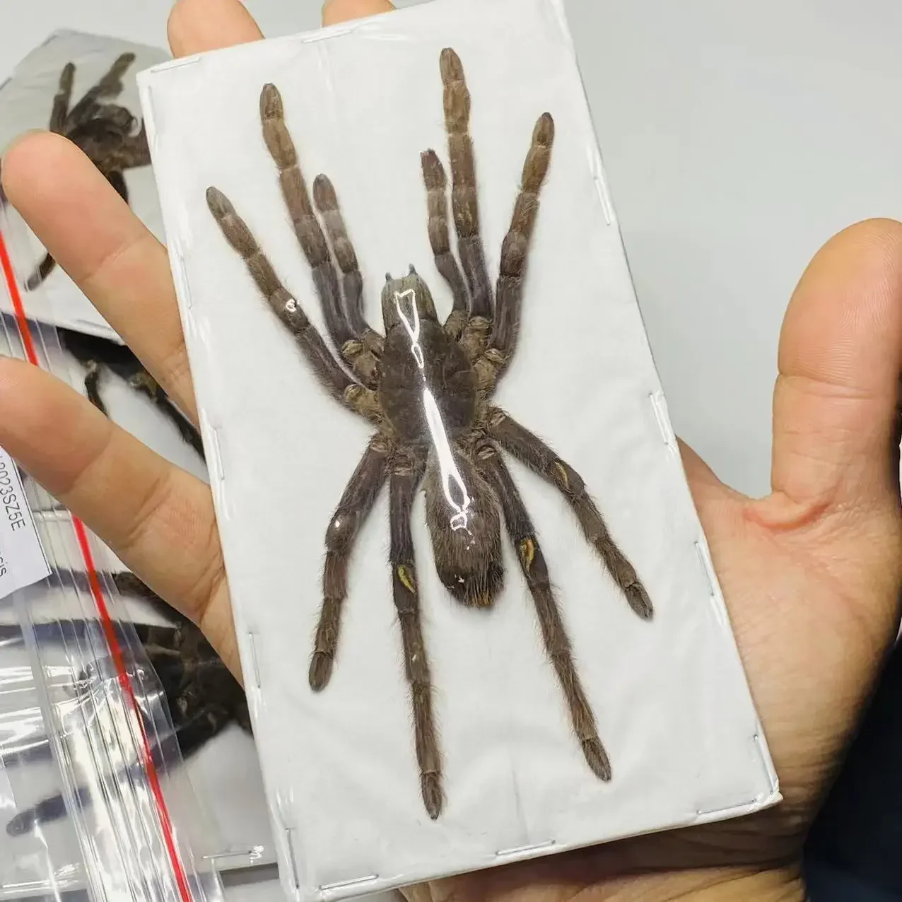 

Настоящее насекомое, редкая птица, ловля паука, образец жука, скорпиона, биологический образец ручной работы, коллекция подарков для мальчика