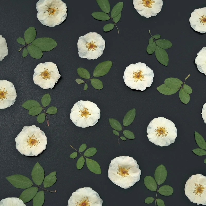 6 pezzi, 9 pezzi, rosa bianca naturale pressata fiori fai da te foglie di rosa secche per resina epossidica sigillo di cera timbro cornice per foto regalo campione