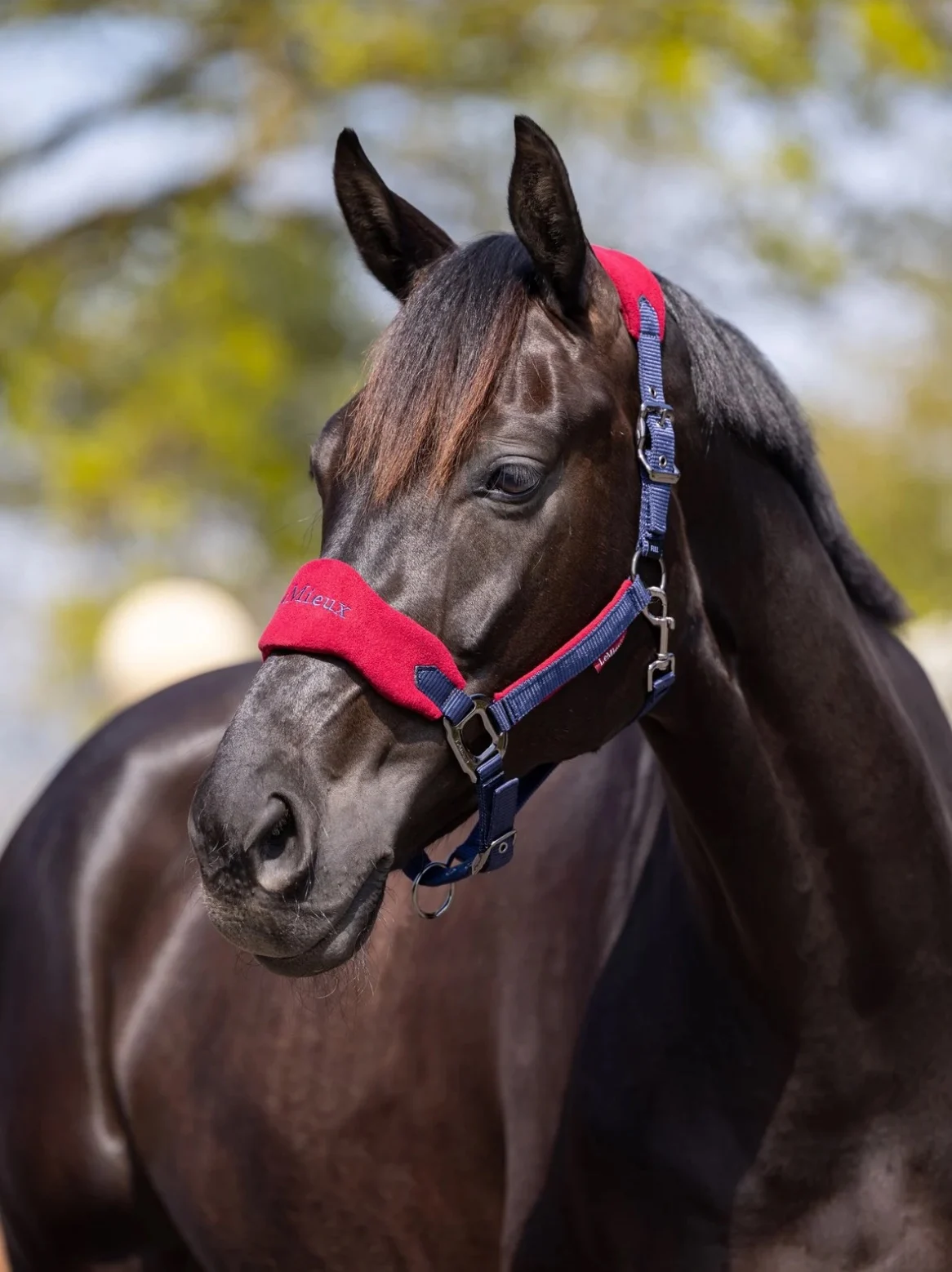 Grifo de cabeza de brida de correas de nailon LeMieux importado del Reino Unido + sillín de arnés ecuestre estable de cuerda de caballo