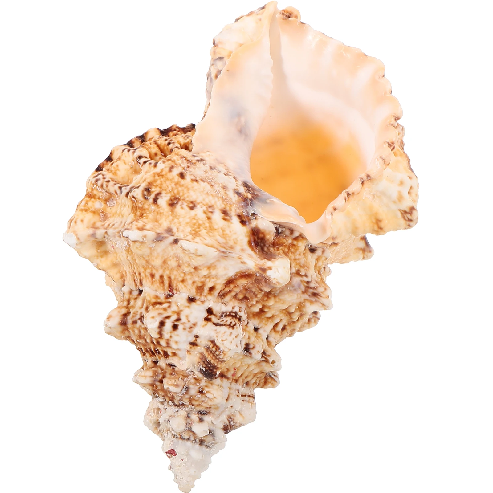 

Large Natural Sea Shell Huge Ocean Conch Exquisite Decor for Fish Tank Aquarium Landscaping Craft Shell Decoration