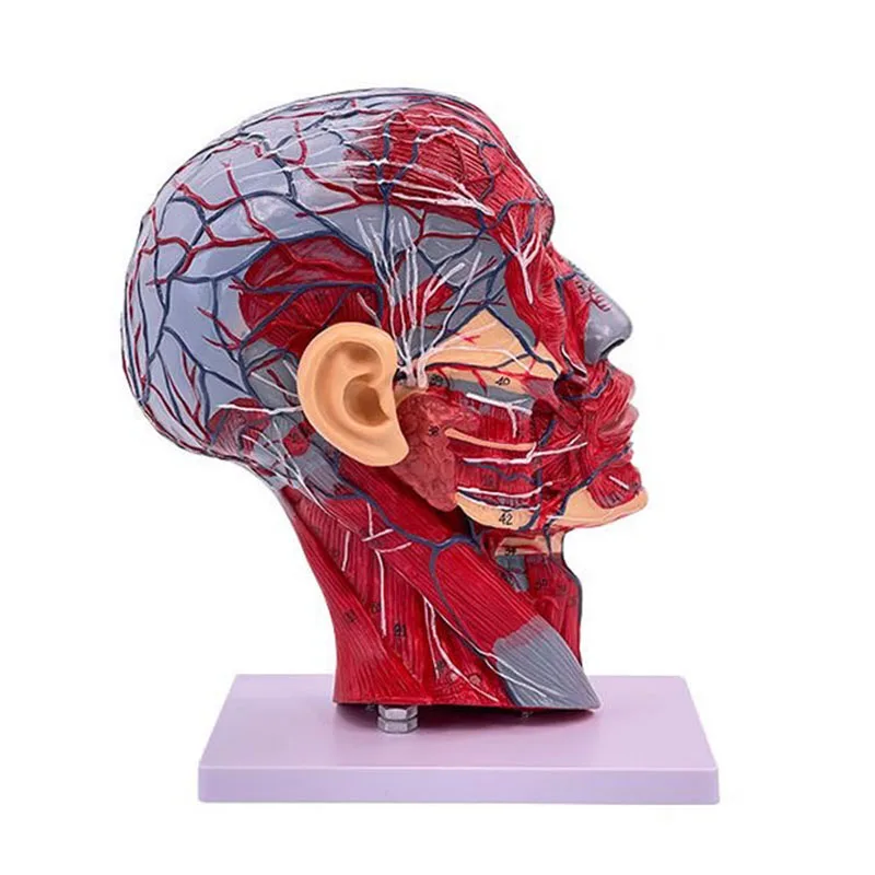 

Sagittal Plane Half Human Head Skeleton Neck Vessel Anatomy Model Median Section Model Medical Science Teaching Education