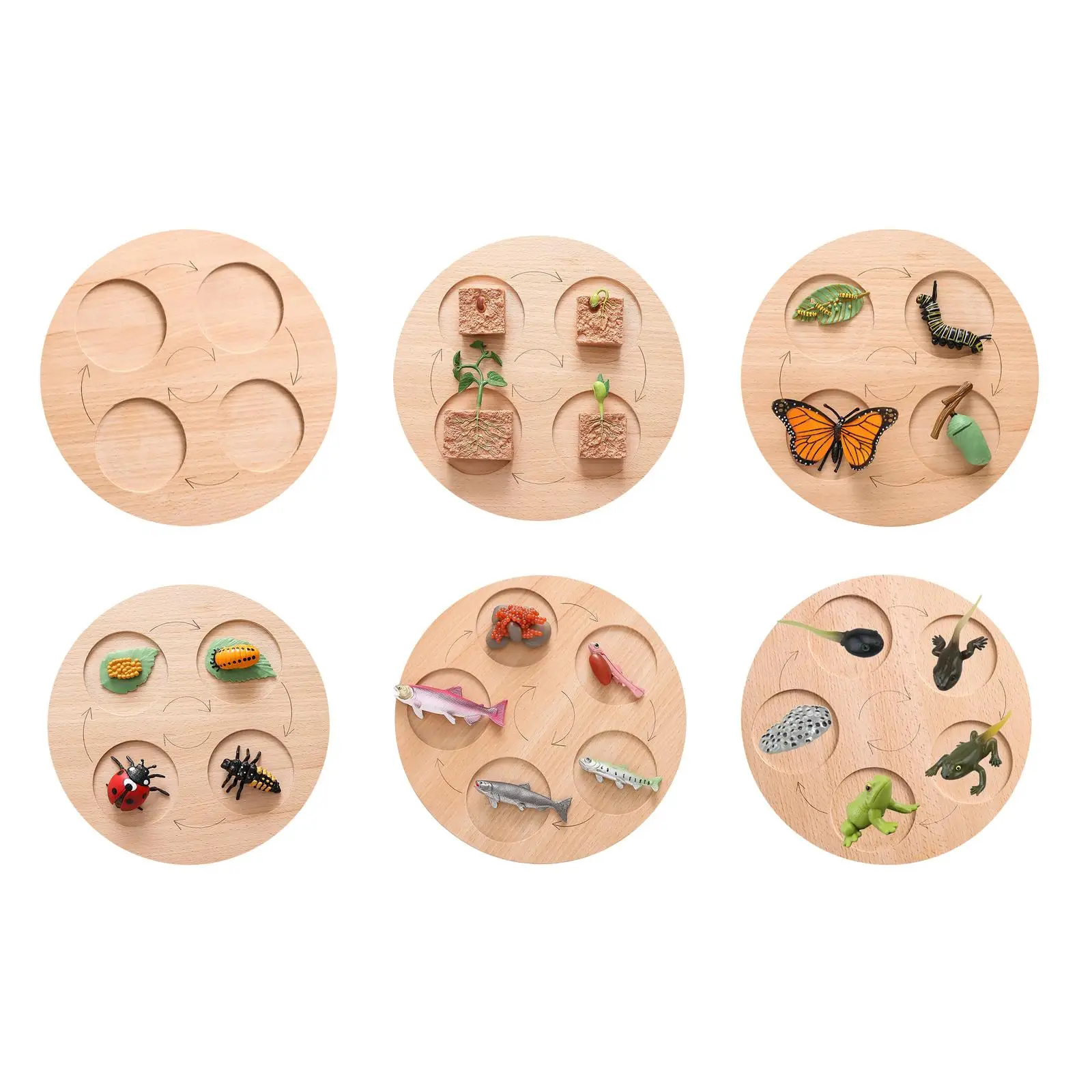 Wooden Puzzles Biology Science Education Toys Educational Development