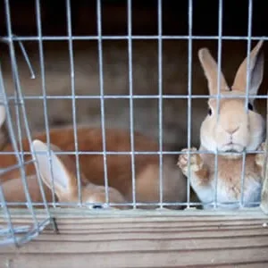 Imagem -02 - Galvanizado Wire Mesh Soldado para Rabbit Cage Prata