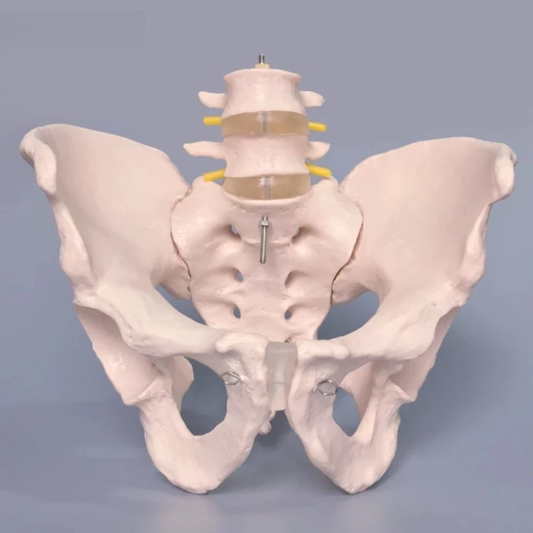 Human Pelvic Model Pelvic Belt Two Lumbar Vertebrae Hip Bone Structure Anatomy Orthopedic Medicine Teaching Mold