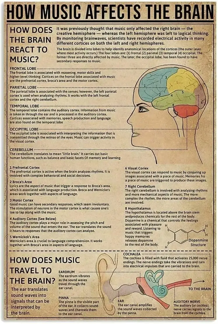 How Music Affects The Brain Metal Tin Signs How Does Music Travel To The Brain? Office Bedroom People Cave School Bathroom  sign