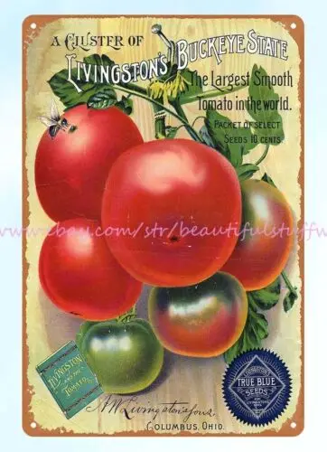 1894 Livingston's Buckeye State tomato seeds metal tin sign dorm roomed retro