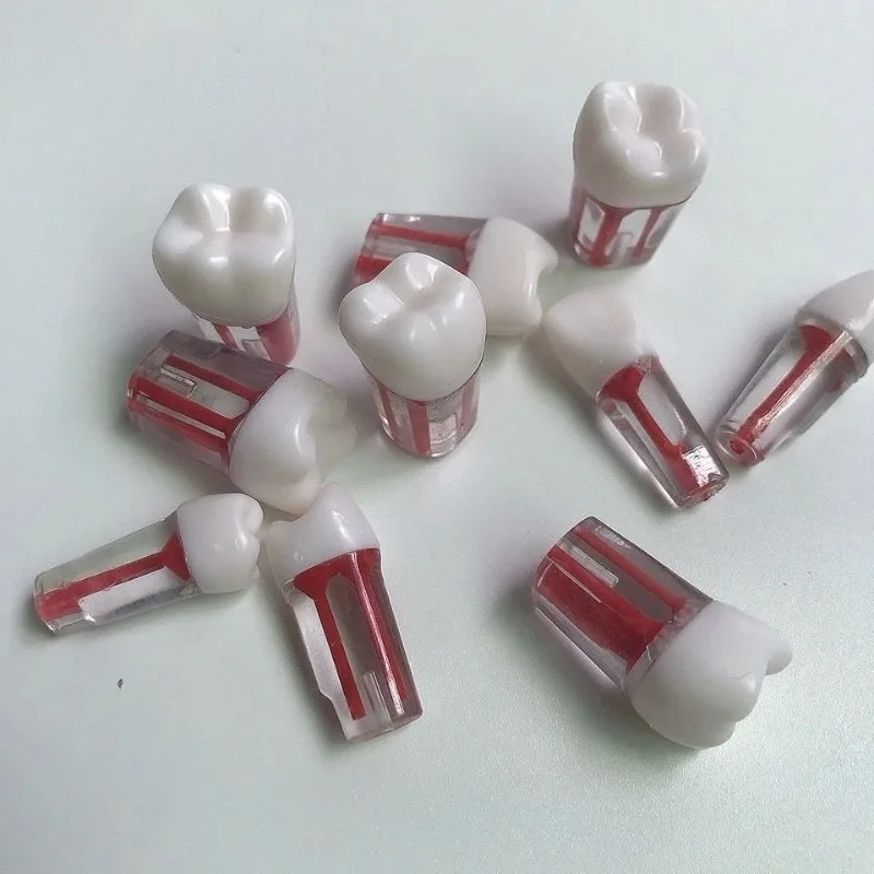 Dental Endodontic Practice Tooth Pulp Chamber Tooth Model Board Skill Practice Dental Lab Teaching Aid Reusable Demonstration