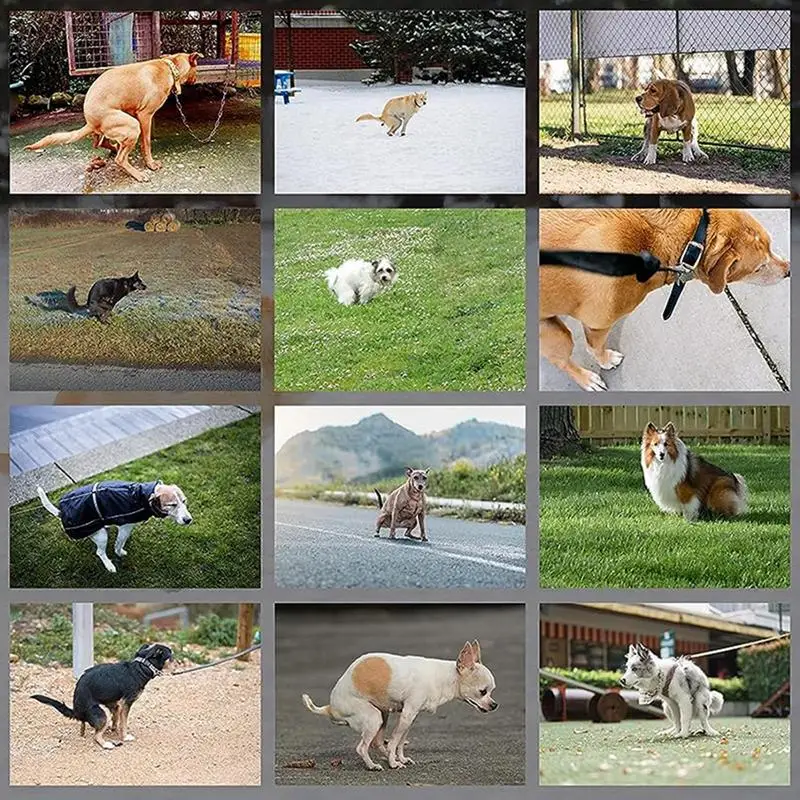 جدار التقويم مع الكلب أنبوب الصور ، التقويم الشهري ، مضحك أنبوب ، جدار ديكور ، يصلح للمكتب ، المدرسة ، المنزل ، الفندق