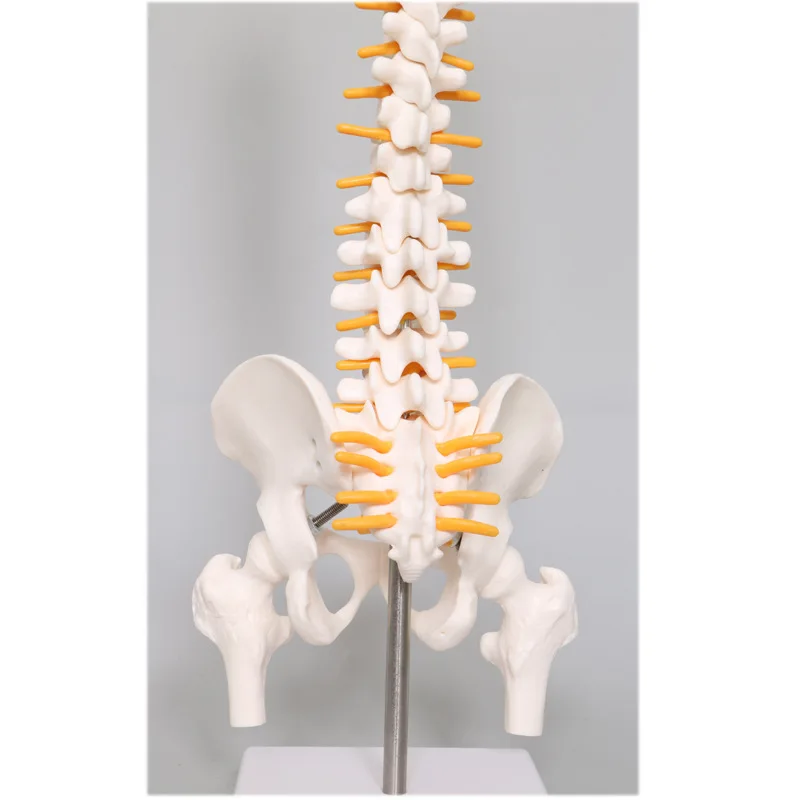 Knee 85cm Human skeleton model 6 large joint human model small skeleton teaching 45CM vertebrae spine