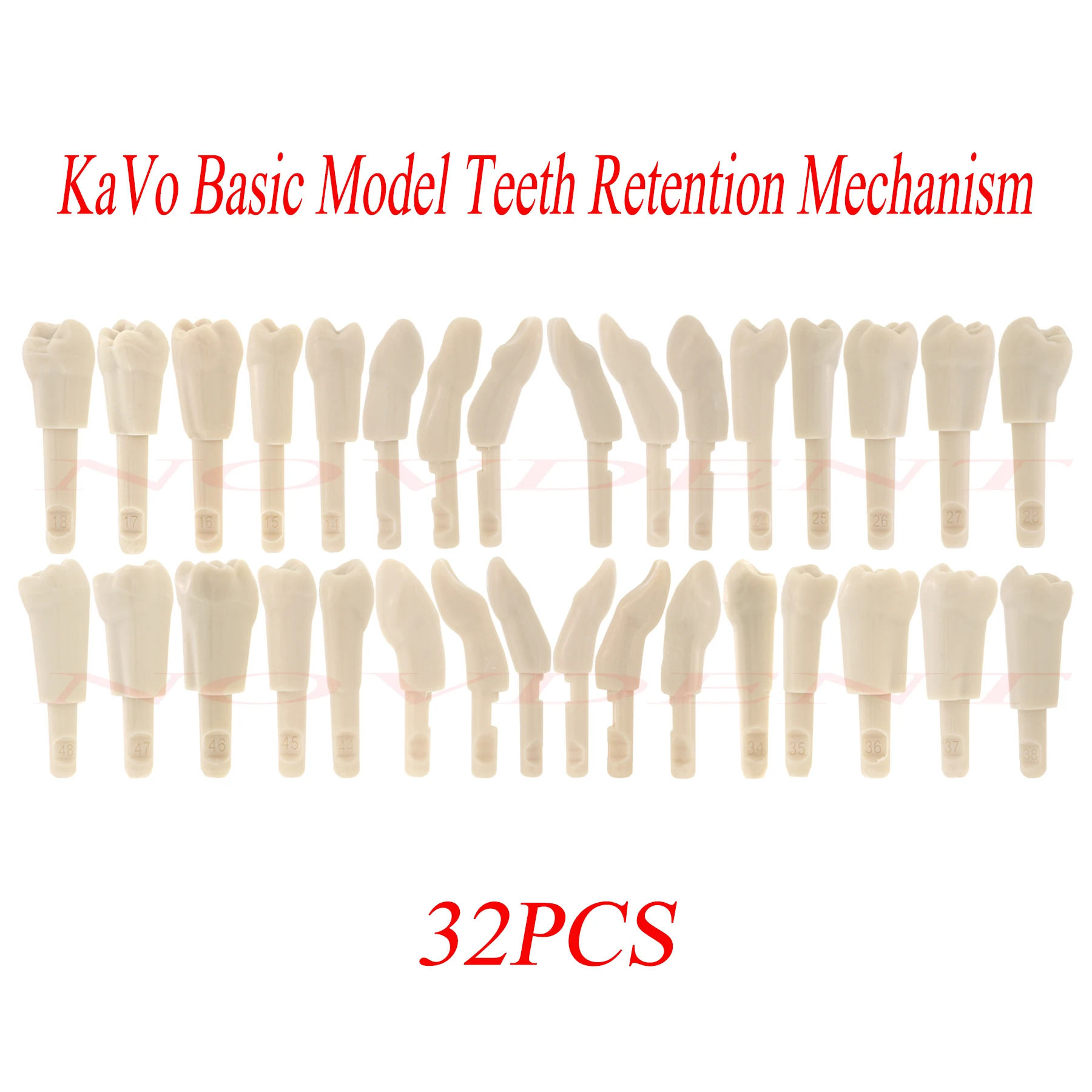 32PCS Dental Models KaVo Basic Retainer Model Replacement Teeth Exercise Practice  KaVo Basic Model teeth Retention Mechanism