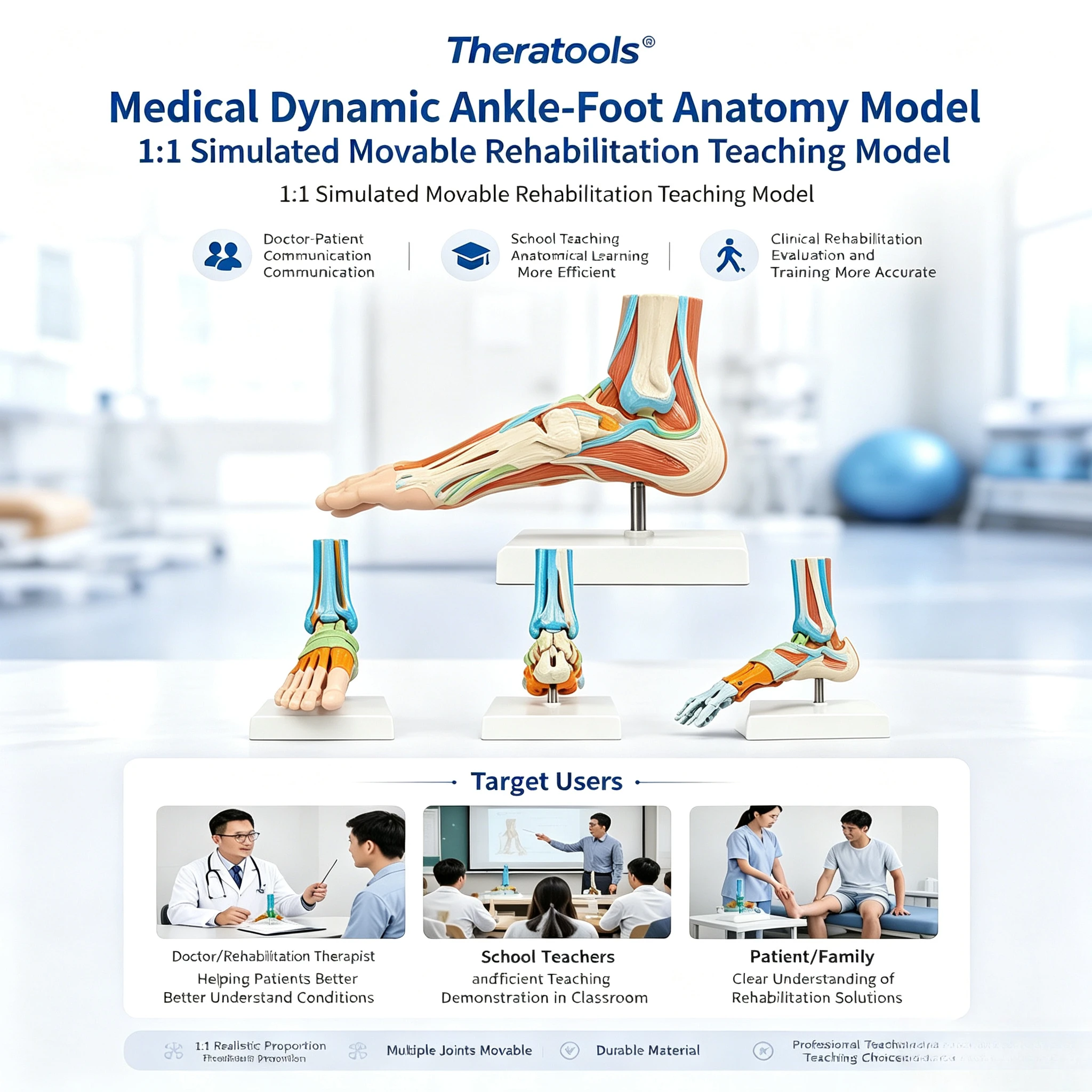 Colorful Medical Dynamic Foot Ankle Joint Anatomy Model, Movable Human Foot Skeleton Orthopedic Surgery and Rehab Teaching Aid view 3