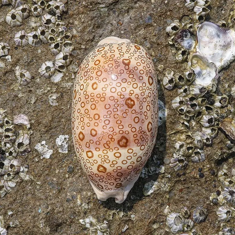 Hundred-eyed Treasure Snail Specimen Snail Fish Tank Aquarium Landscaping Decoration Home Natural Conch Shell Rare Decoration