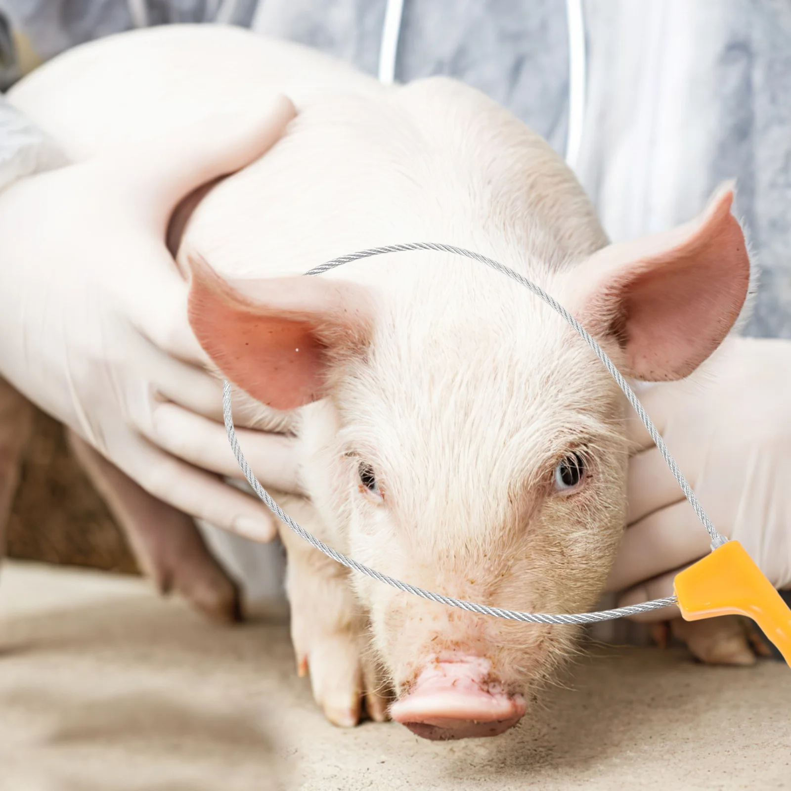 

Stainless Steel Pig Catcher Adjustable Size Plastic Handle Ergonomic Grip Farm Livestock Catcher Holder Tool for Pig Sheep