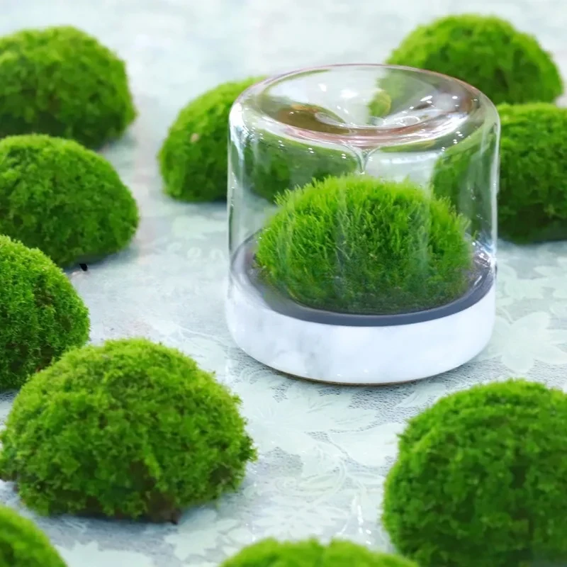 زجاجة Geonature Momo-M هندسية طبيعية متوسطة الطحلب ذات مناظر طبيعية صغيرة من الخشب الصلب