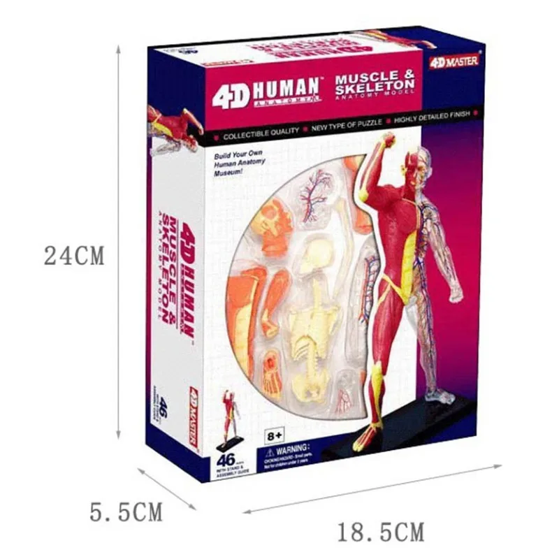 Anatomy 4d Human Muscle Skeleton Medical Anatomical Model Teaching Aid puzzle Assembling Toy Laboratory Education  Equipment