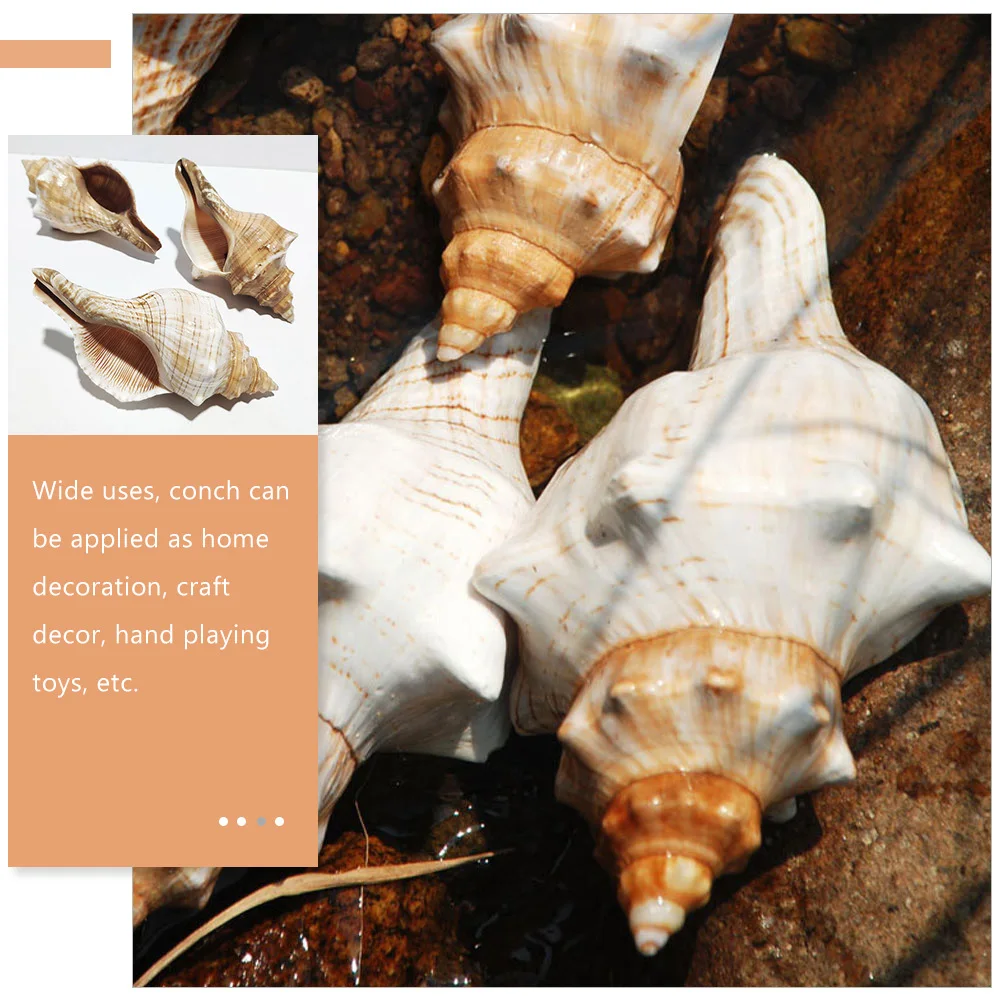 

Creative Conch Adorn Exquisite Aquarium Craft Desktop Decoration Relaxing Decor Conch Landscaping