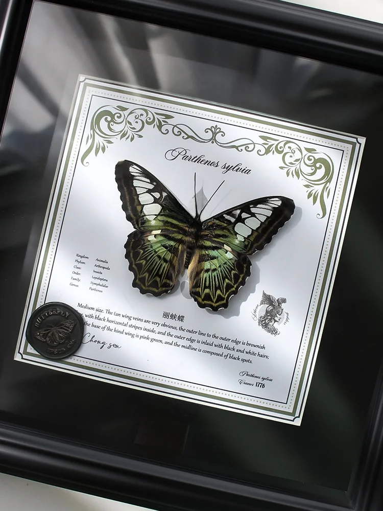 

Rare Specimen Artwork Display Frame Decorative Painting Ornament Gift for Girlfriend Museum of l His