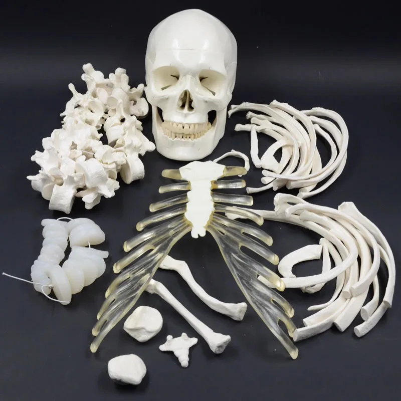 

Human Skeleton 170cm Anatomy Model Life Size PVC Disarticulated Skeleton Model Include Bones, Articulated Hand & Foot