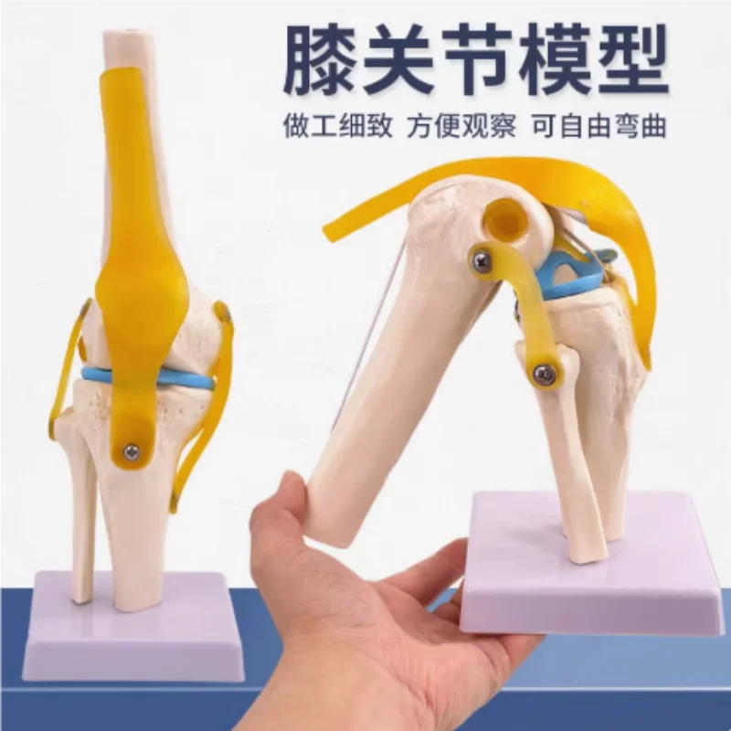 人間の膝関節機能モデル-人間の骨関節モデル-膝関節モデル-膝蓋骨膝蓋骨モデル