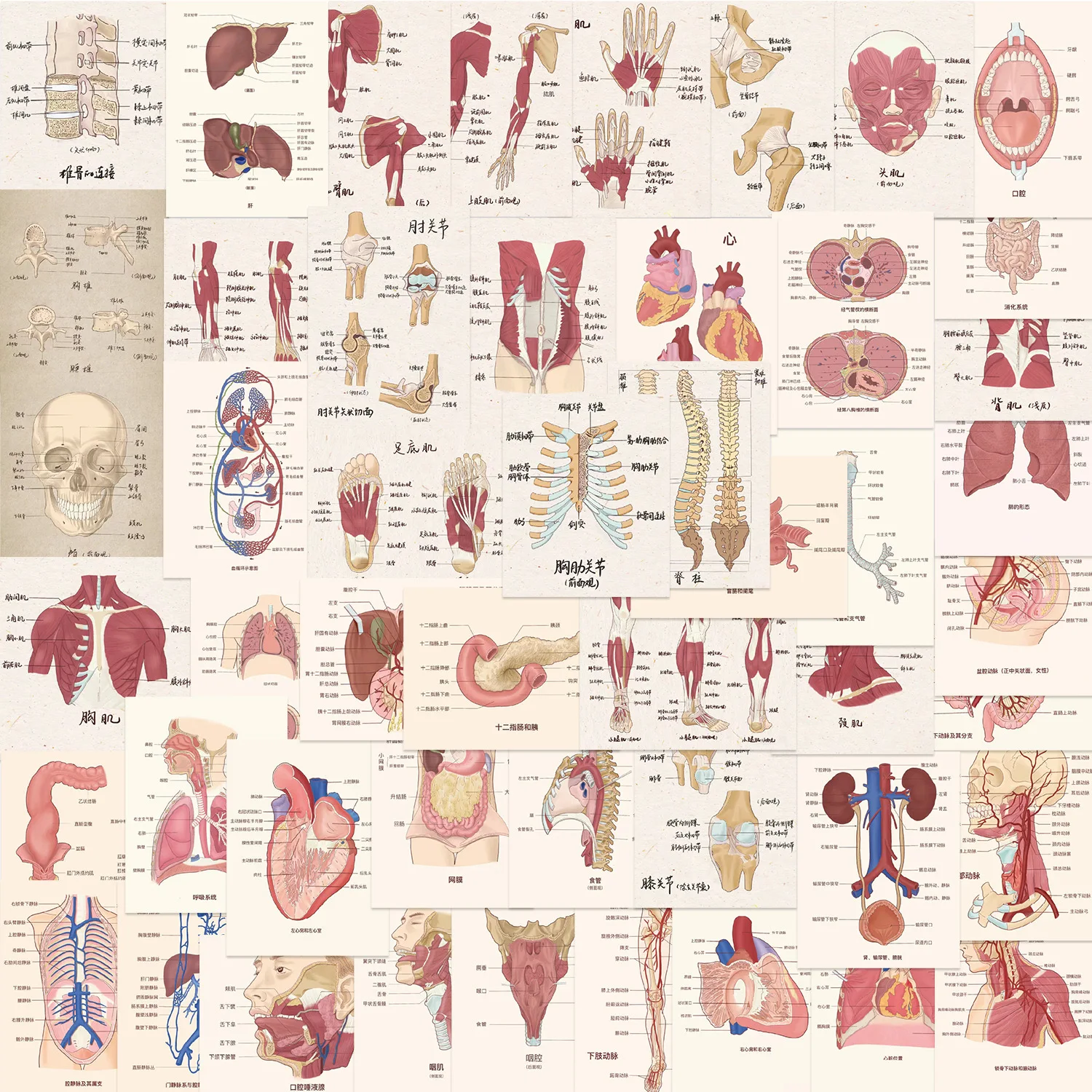 10/50pcs Human Organ Anatomy and Physiology Anatomical Drawin Stickers DIY Scrapbooking Laptop Phone Fridge Car Graffiti Sticker