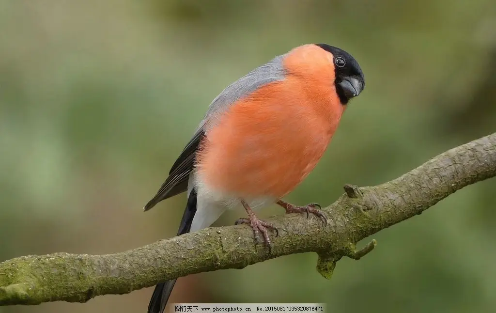 

Многофункциональные плоскогубцы из алюминиевого сплава для амортизаторов радиоуправляемых машин, инструмент для сборки и разборки амортизаторов для 1/10 1/8-AA02